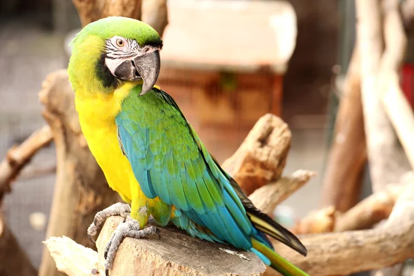 Un guacamayo — Foto de Stock