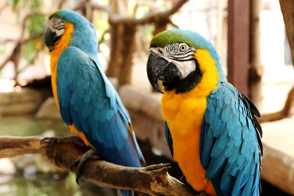 Macaws — Stock Photo, Image