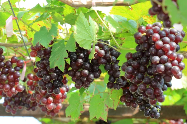 Reifung roter Trauben — Stockfoto