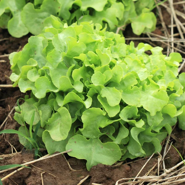 Organic vegetable — Stock Photo, Image