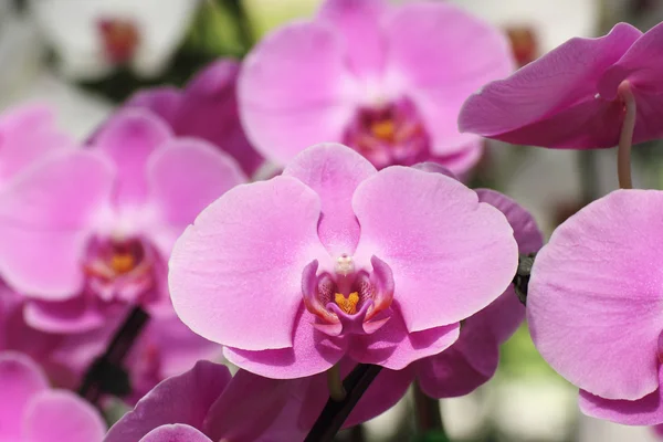 Pink Farland orchid — Stock Photo, Image