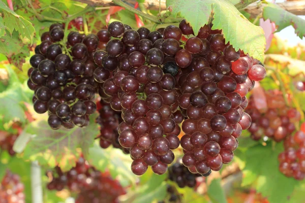 Reifung roter Trauben — Stockfoto