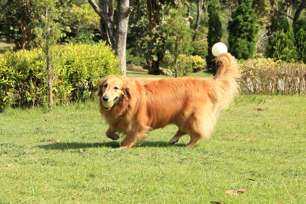 Golden retriever corriendo llevando una pelota de goma —  Fotos de Stock