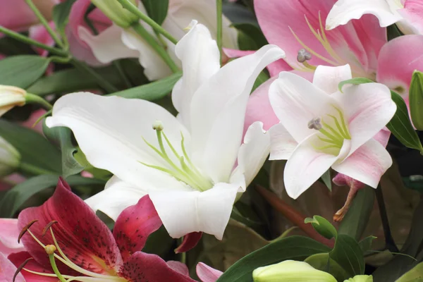 White lilly flower — Stock Photo, Image