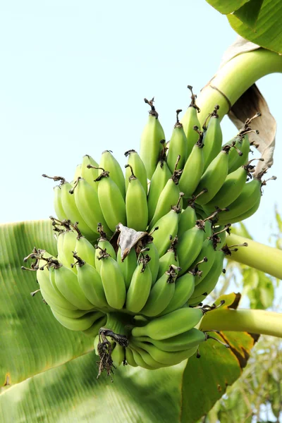 Bananen boom — Stockfoto