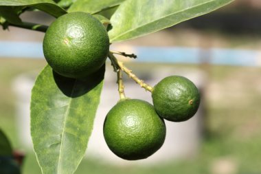 Yeşil limon kadar yakın