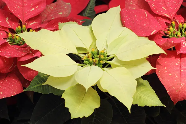 Yellow poinsettia flowers — Stock Photo, Image