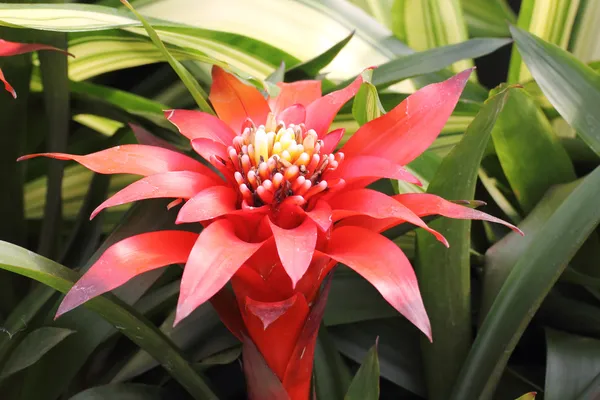 Kırmızı bromeliads