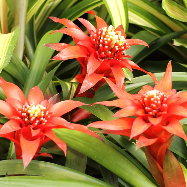 Red Bromeliads — Stock Photo, Image