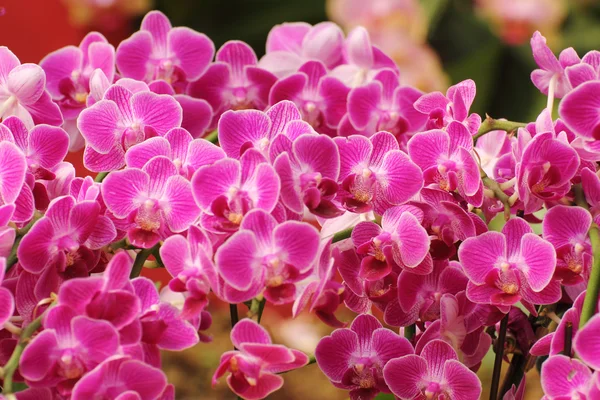 Group of pink orchid — Stock Photo, Image