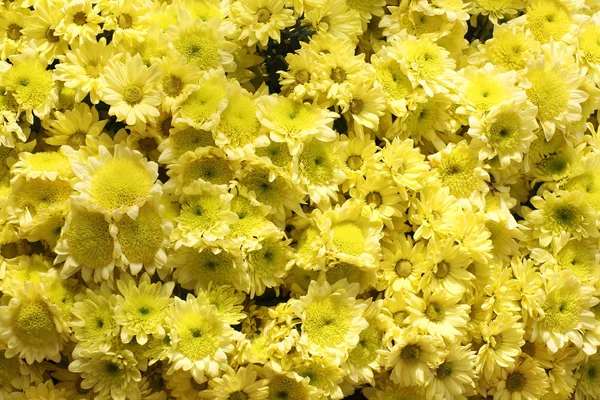 Piękny żółty Nagietek płatki — Zdjęcie stockowe