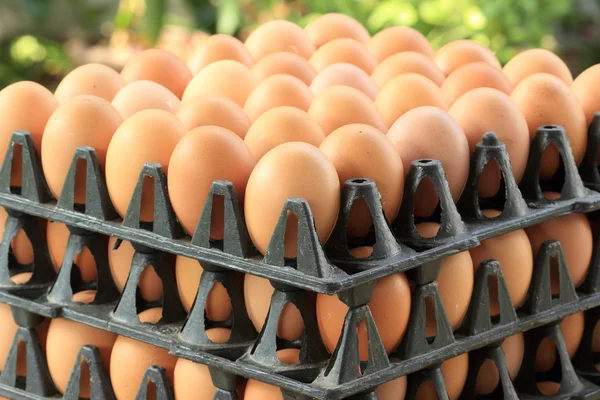 Egg in plastic tray — Stock Photo, Image
