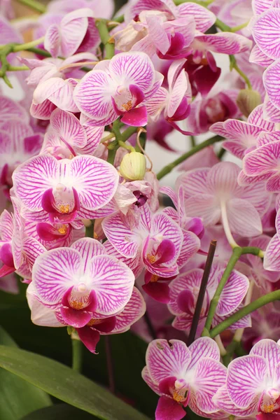 Pink Farland orchid — Stock Photo, Image