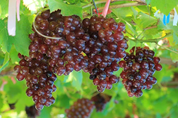 Reifung roter Trauben — Stockfoto