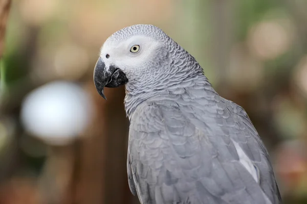 Amazona gris africana — Foto de Stock