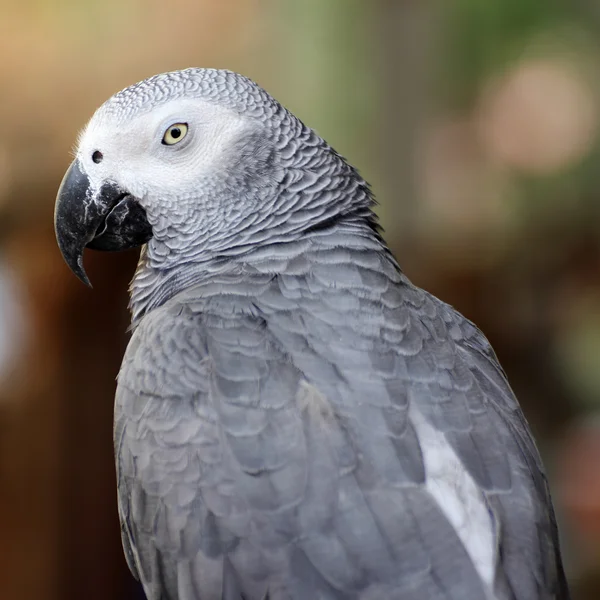 Loro gris — Foto de Stock