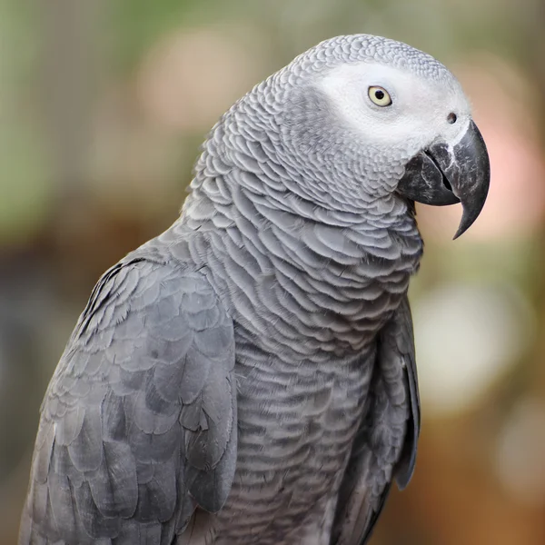 Szary papuga — Zdjęcie stockowe
