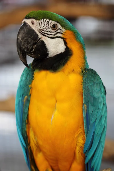 Arara de papagaio — Fotografia de Stock