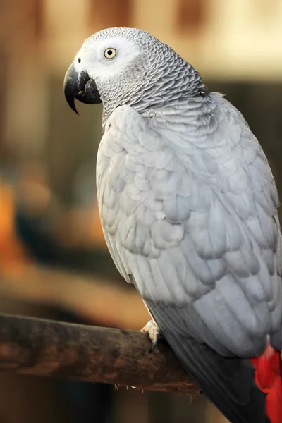 Loro gris africano — Foto de Stock