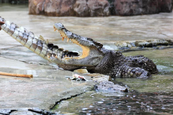O treinador colocou a mão nas mandíbulas de um crocodilo — Fotografia de Stock