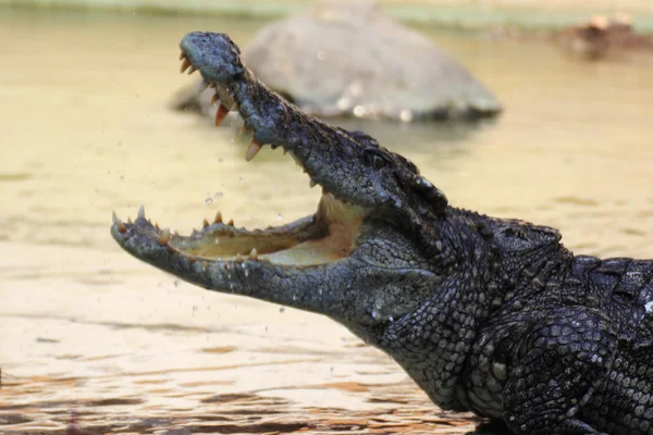 O crocodilo com a boca aberta — Fotografia de Stock