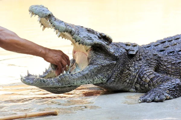 O treinador colocou a mão nas mandíbulas de um crocodilo — Fotografia de Stock