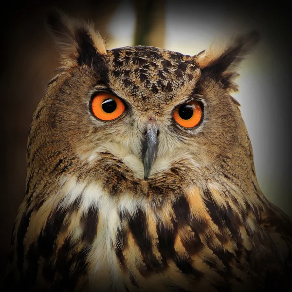 Owls — Stock Photo, Image