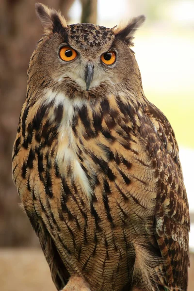 Owls — Stock Photo, Image