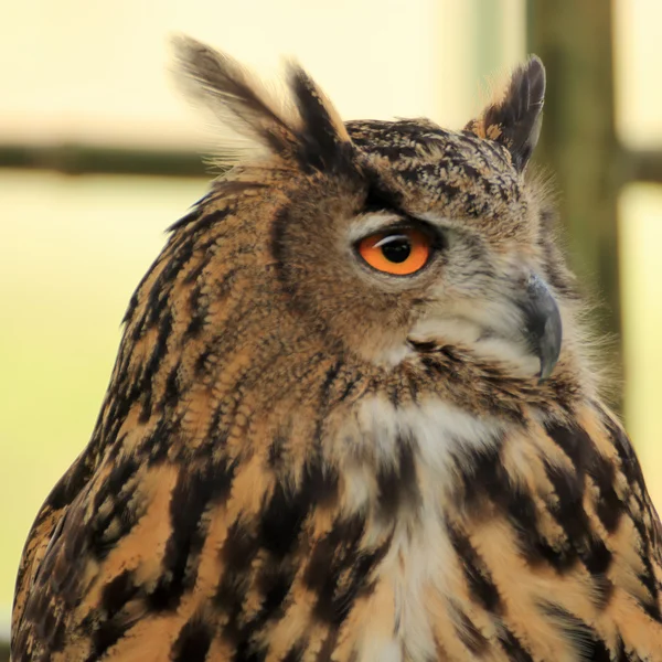 Owls — Stock Photo, Image