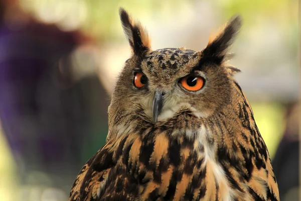Owls — Stock Photo, Image