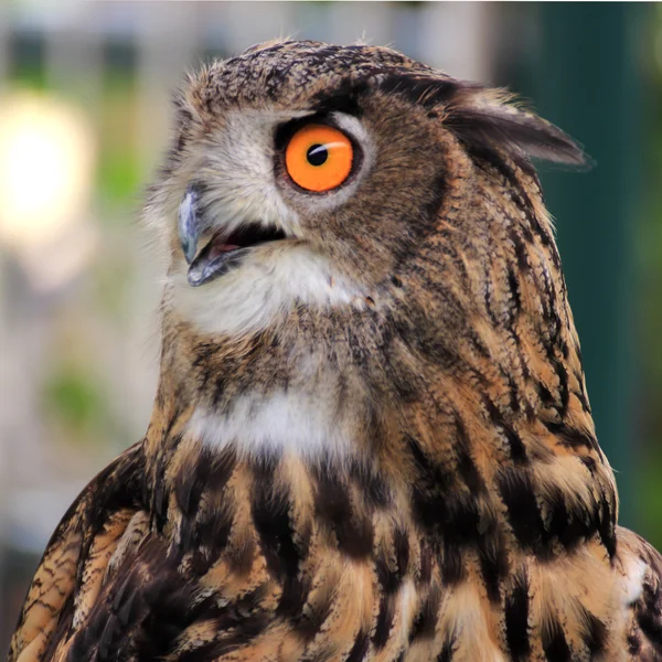 Owls — Stock Photo, Image