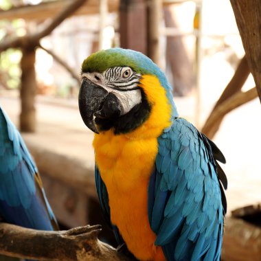 güzel mavi ve sarı Amerika papağanı