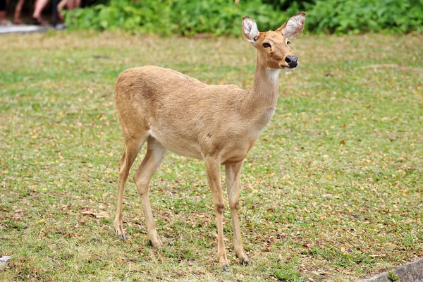 The Sika Deer — Stock Photo, Image