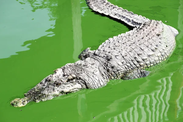 Un cocodrilo nadando — Foto de Stock