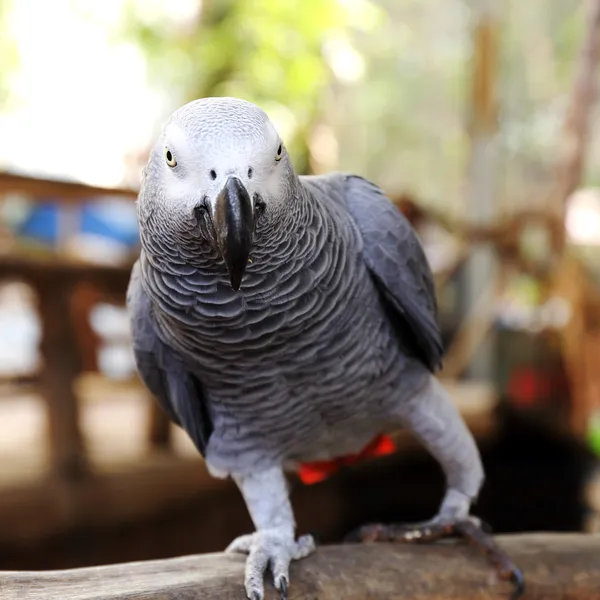Grey Parrot — Stock Photo, Image