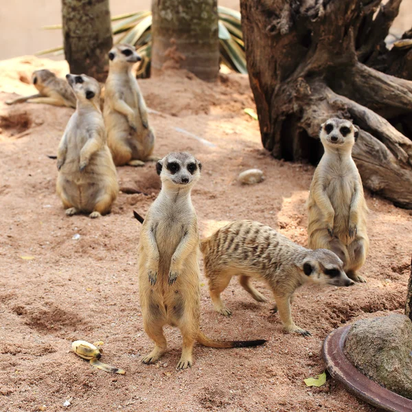 Meerkat de pé — Fotografia de Stock