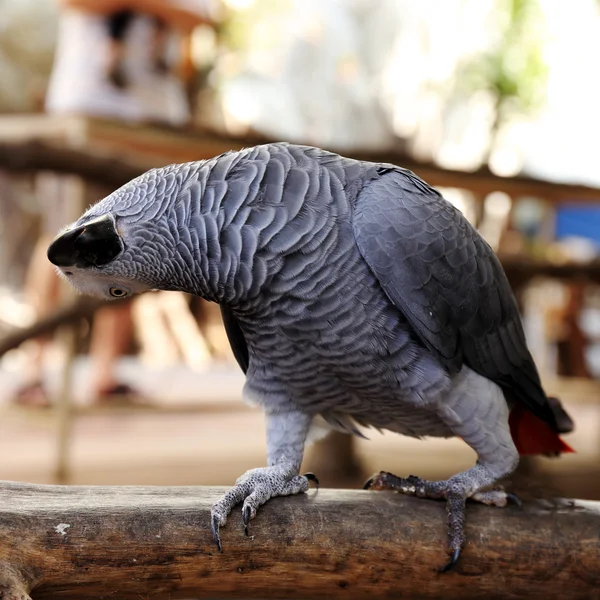 Grey Parrot — Stock Photo, Image