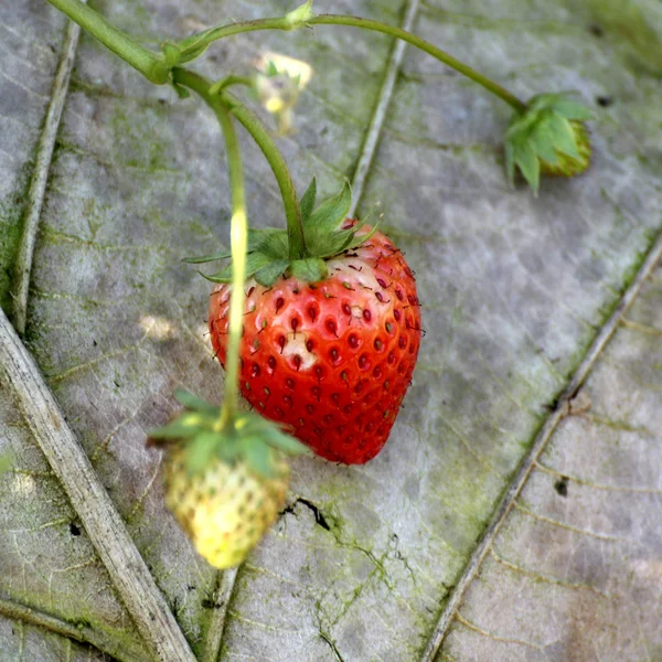 Árvore de morango — Fotografia de Stock