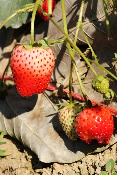 Strawberry tree — Stock Photo, Image