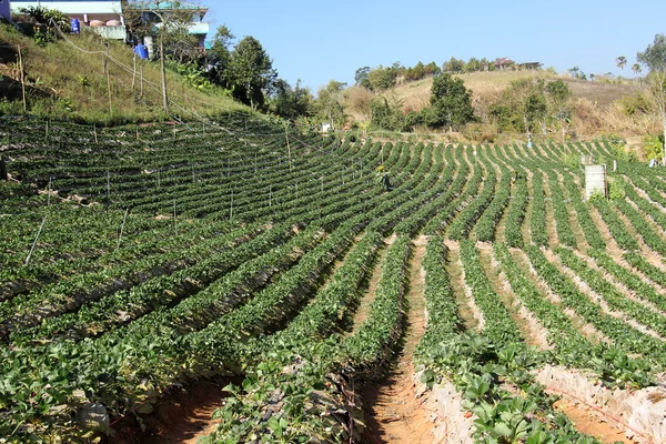 Plantação de morango — Fotografia de Stock