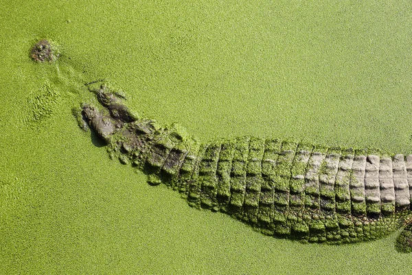 Close up crocodile skin — Stock Photo, Image