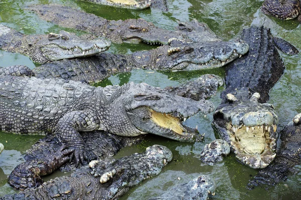 Fechar massas de crocodilo — Fotografia de Stock