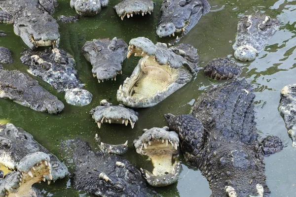 Close up crocodile masses — Stock Photo, Image