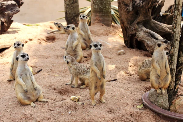 Meerkat ayakta — Stok fotoğraf