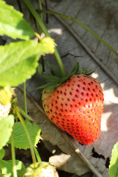 Strawberry tree — Stock Photo, Image