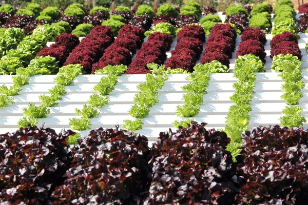 Hydroponic Plantation — Stock Photo, Image