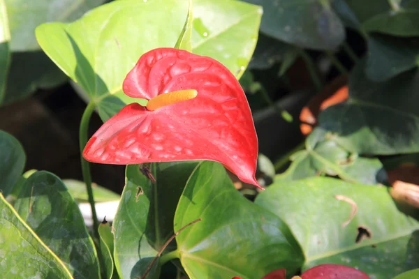 Red spadix — Stock Photo, Image