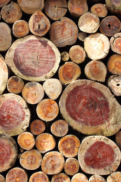 Stack of cut timber logs — Stock Photo, Image