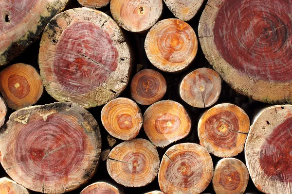 Stack of cut timber logs — Stock Photo, Image