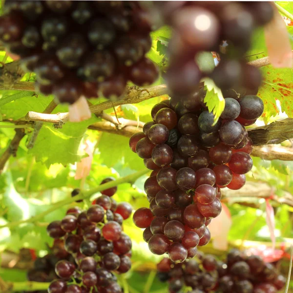 Maturazione uva rossa — Foto Stock